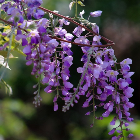 Bulk-Wisteria-sinensis-seed-beautiful-spring-flowers-Climbing-Flower-wisteria-100-true-seed-10-pcs-bag